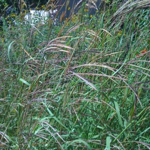 Tall grass with turkey-foot seed heads.