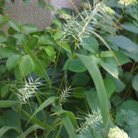 Clump-forming grass with tall spikes that look like bottlebrushes.