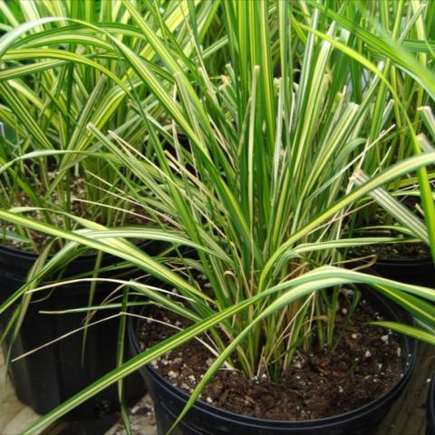 Grass in a pot - green and white leaves.