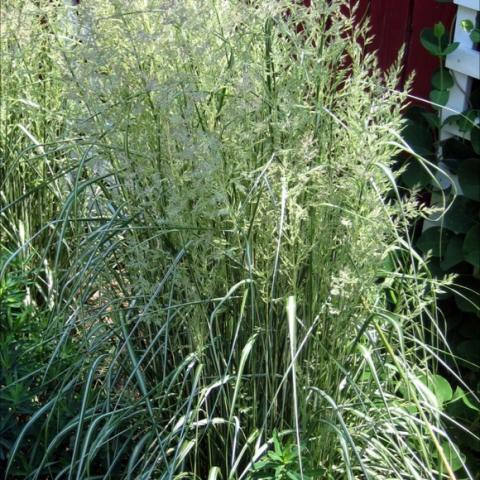 Tall grass with green and white leaves and feathery seeds.