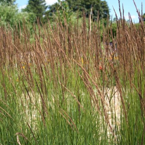 Tall grass with redish seeds on top.