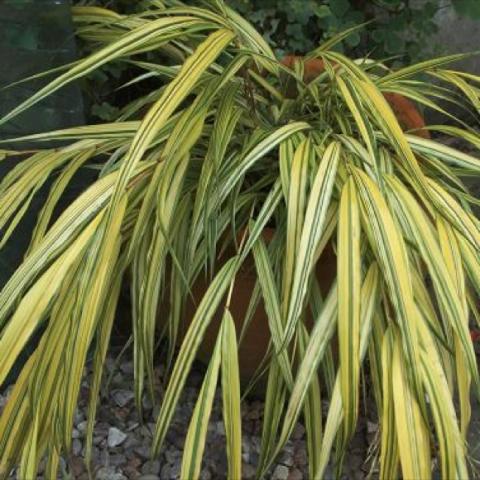 Hakonechloa macra 'Aureola', striped yellow and green weeping grass