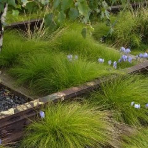 Carex eburnea, green grass-like blades, curving toward the ground