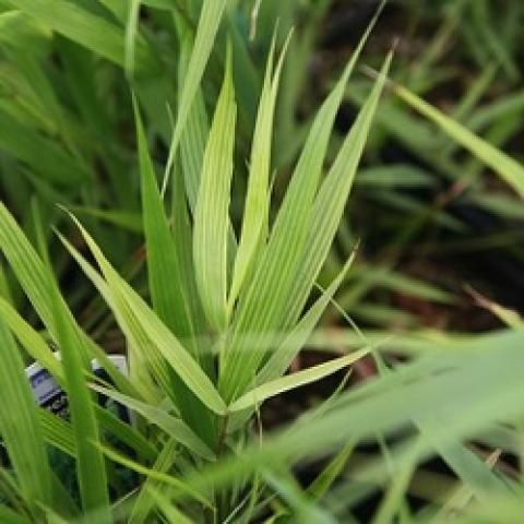 Hakonechloa macra, green graceful blades of grass