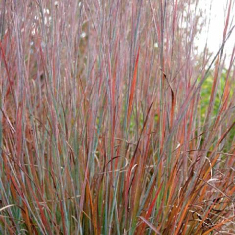 Little Bluestem Standing Ovation, red fall color