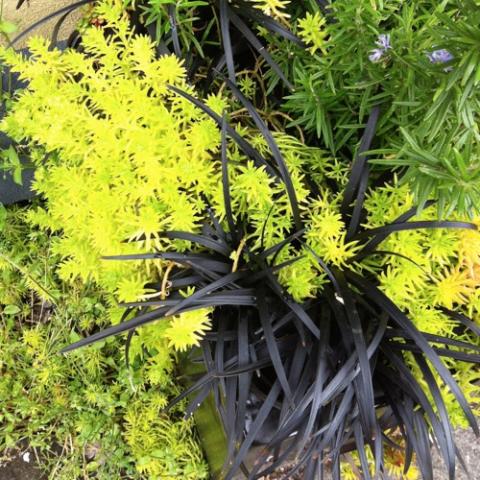 Blackbeard mondo grass, very black and shiny against yellow sedum