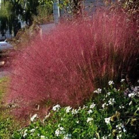 Muhly grass Pink Cloud, literally a pink cloud of seed heads