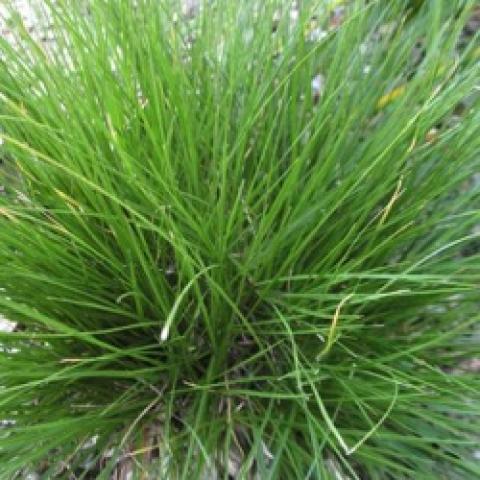 Sporobolis Tara, dense cluster of thin grass blades