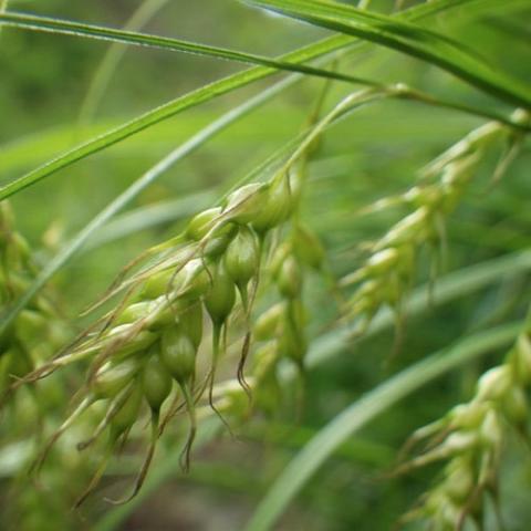 Carex sprengelii Wild Long-Beaked Sedge, drooping seed heads 