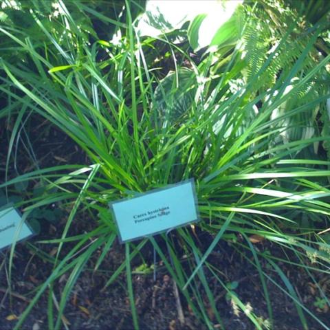 Tuft of green foliage.