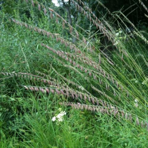 A fine upright grass whose flowers align on one side of stem.