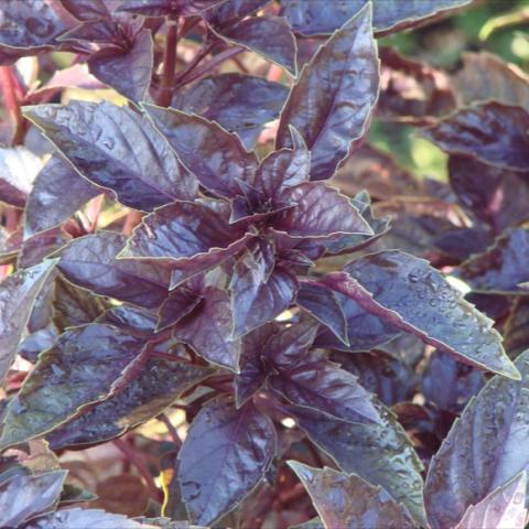 Photo of single mature plant with purple leaves.