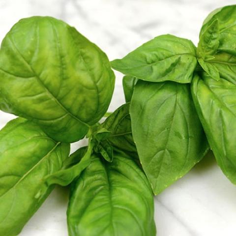 Sweet Genovese basil, large green leaves