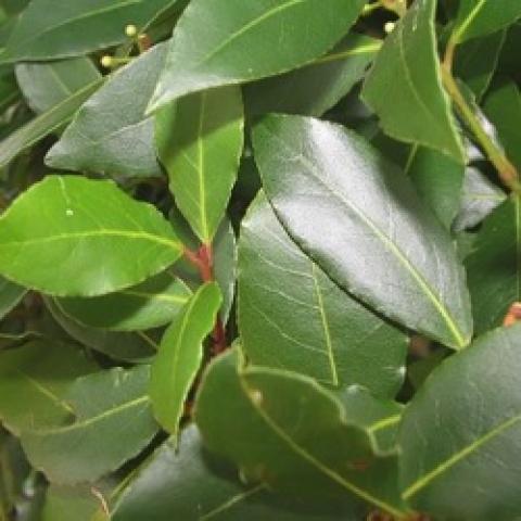 Laurus nobilis, green shiny leaves