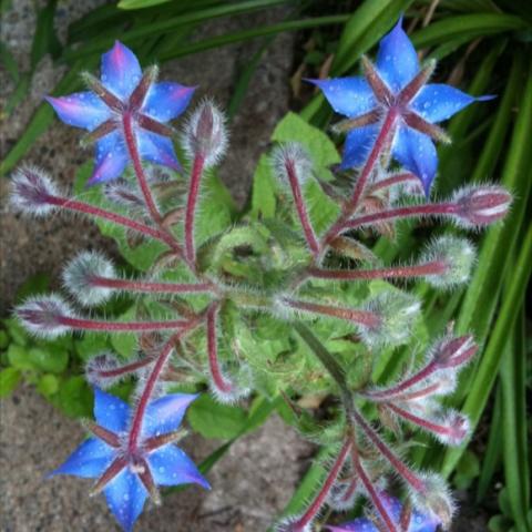 Top view of a single borage plant with flowers. 
