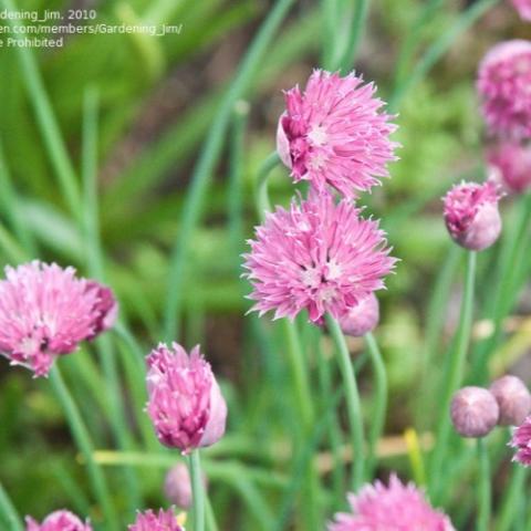 Chives Forescate, pompon of tightly clustered tiny pink flowers 