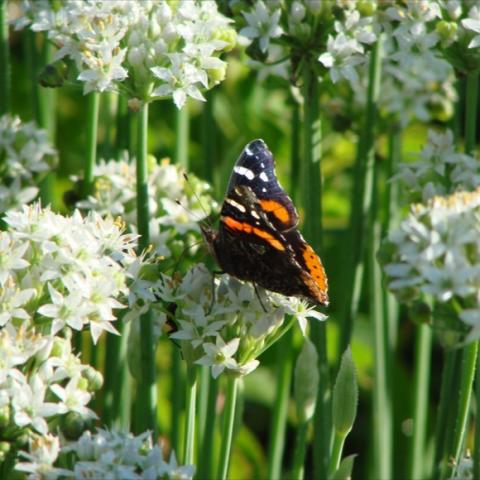 Closeup view of the flowers with a butterfly.