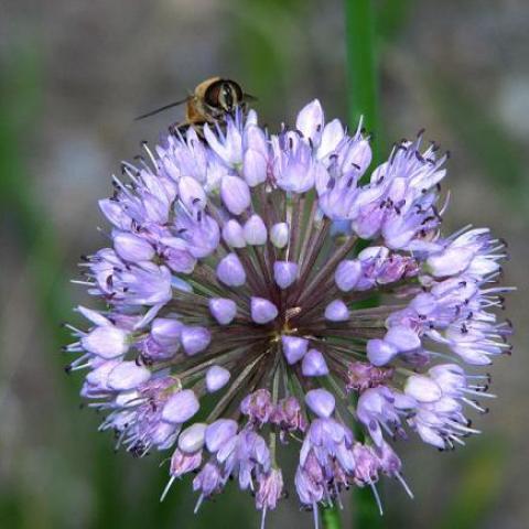 Bright round purple flower with bee on top.