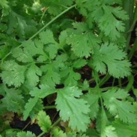 Calypso cilantro, green leaves