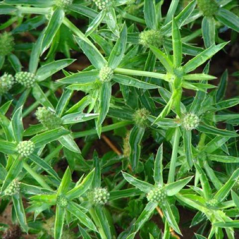 Closeup of culantro plant.
