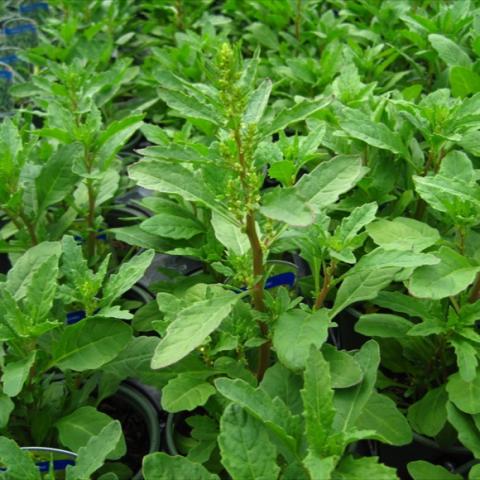 Green herb with broad leaves.
