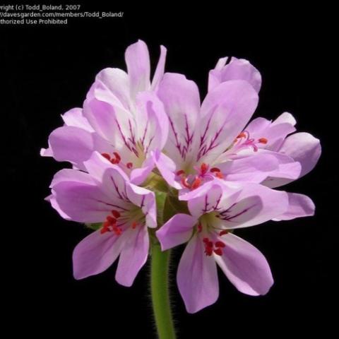 Pelargonium Attar of Roses, clusters of orchid purple petals with pink stripes near the center