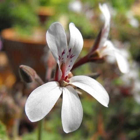 Scented Geranium Fragrans, small white, star-shaped flowers 