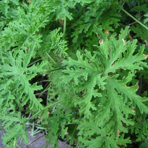 Mosquito plant, green dissected leaves