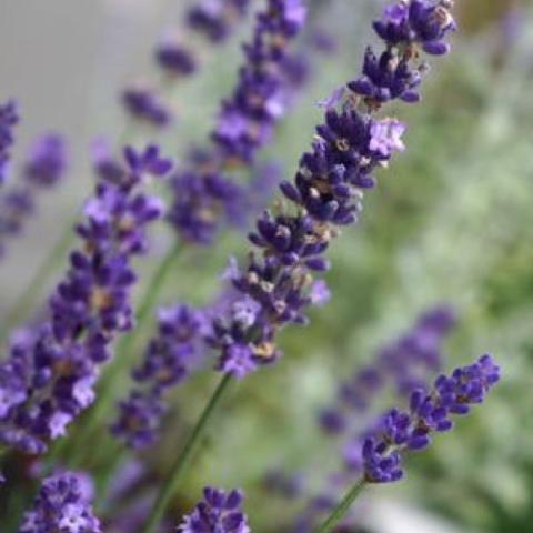 Lavender Big Time Blue, columns of deep purple flowers