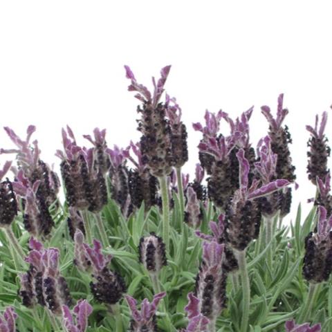 Lavandula Luxurious in the field, purple flower heads