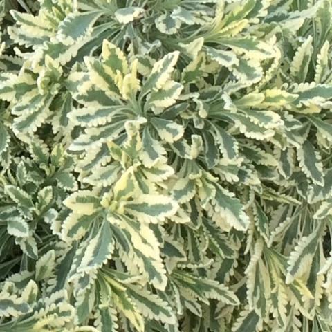 Lavandula Meerlo, variegated foliage, light yellow edges