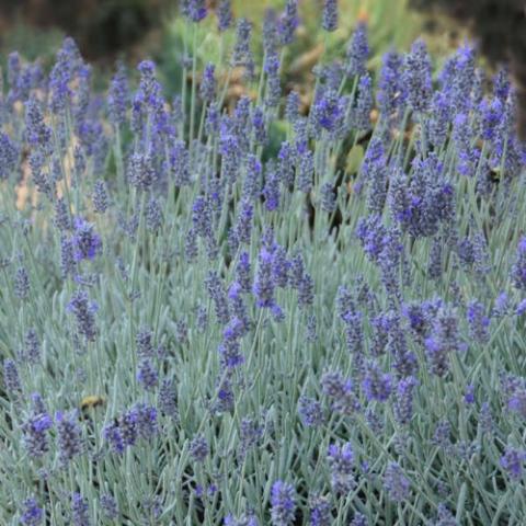 Lavandula Silver Mist, silvery foliage and purple flowers