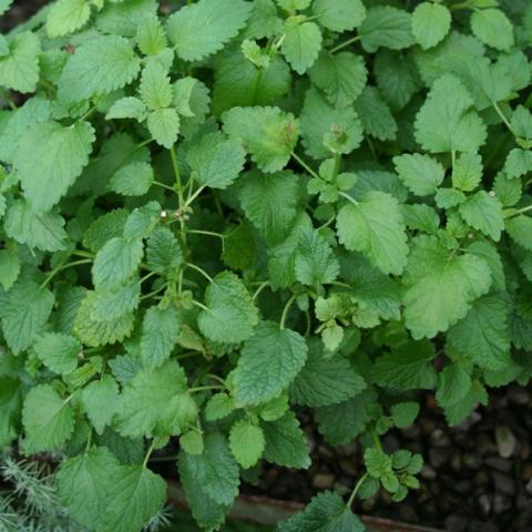 Thick green leaves on a low plant.