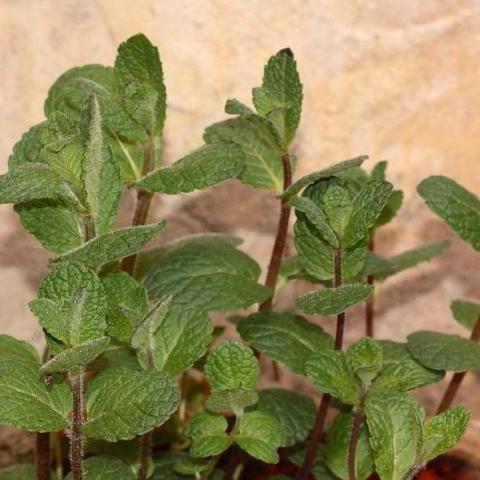 Moroccan mint, fuzzy and patterned green leaves