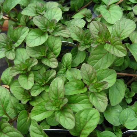 Dark green round leaves tinged with purple. 