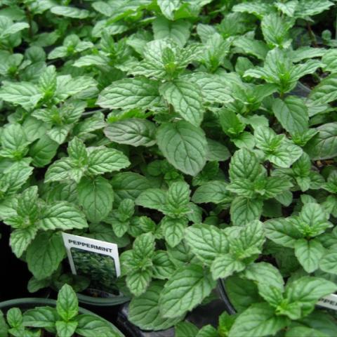 Wide green leaves on plants in small pots.