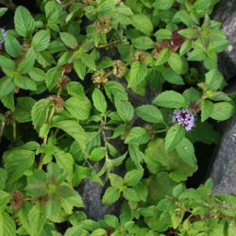 Thai mint, green leaves, light lavender flowers