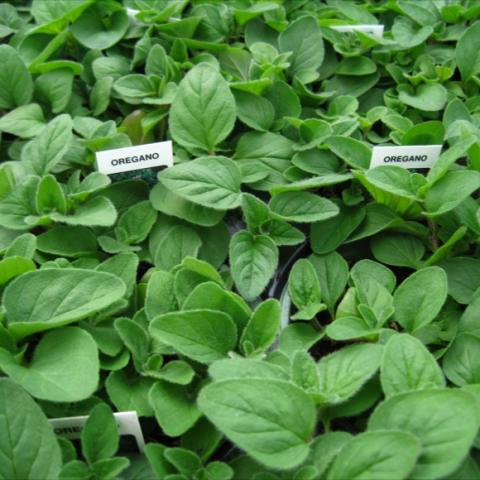 Green leaves on young plants in pots.