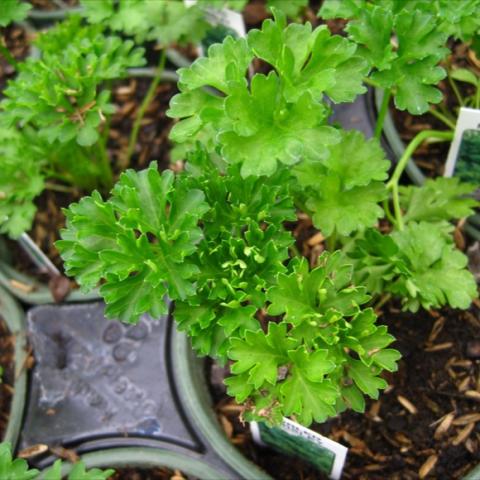 Curly green leaves in tufts.