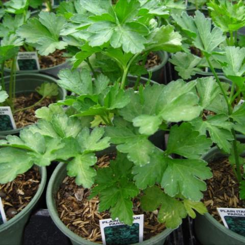 Flat leaf plant in pot.