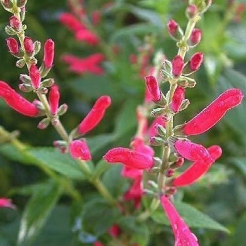 Salvia Honey Melon, red tubular flowers