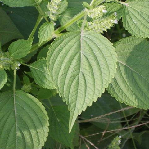 Green shiso leaves, pinked edges, strong striations on the leaves