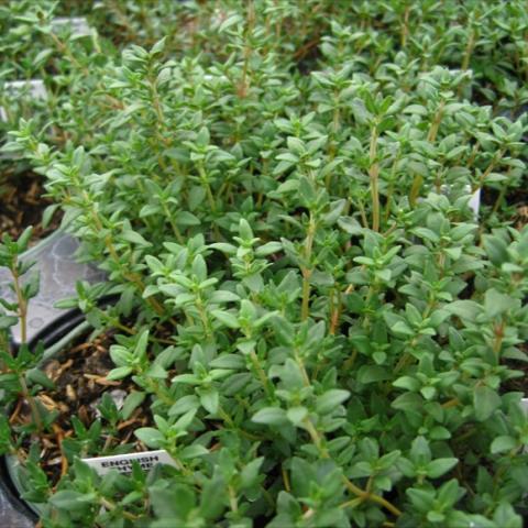 Bushy plant with green leaves. 