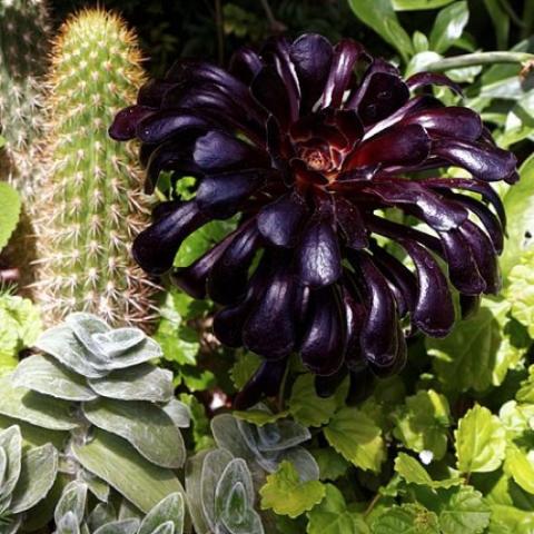 Black-leafed Aeonium, shiny succulent leaves very dark purple