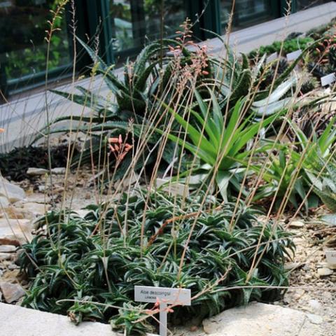 Aloe descoingsii