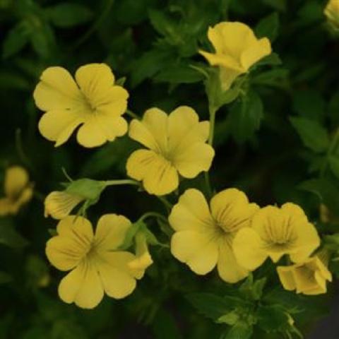 Mecardonia Little Sunshine, small yellow flowers