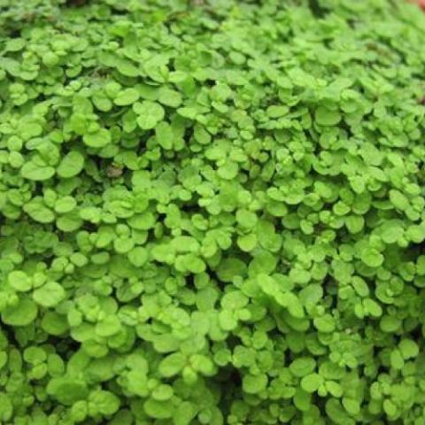 Green baby tears, tiny round leaves in a mass