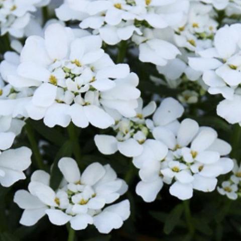 Iberis Candytuft, white flowers with many petals
