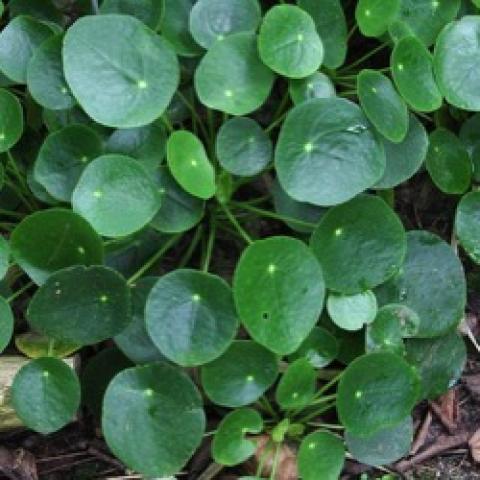 Pilea peperomioides, round green leaves with white dots off center