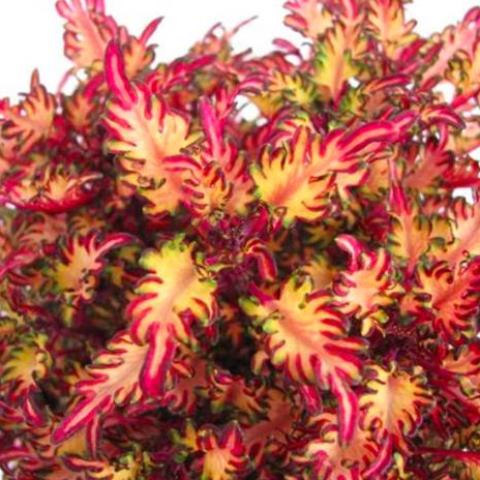 Miniature Coleus Sea Monkey Rust, ruffled leaves in bright pink, green, and white